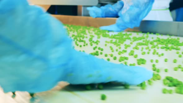 Factory Specialists are Sorting Processed Peas on the Conveyor