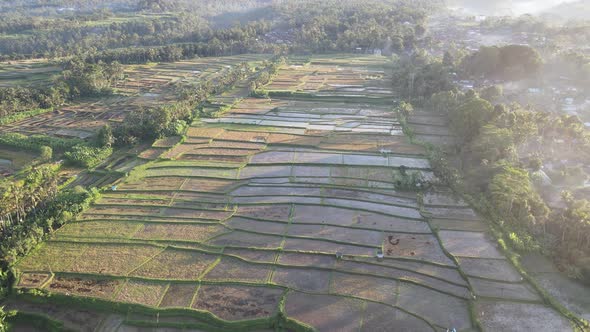 Aerial view of morning in rice field Bali in traditional village