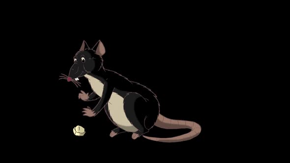 Black rat crawls out and eats cheese