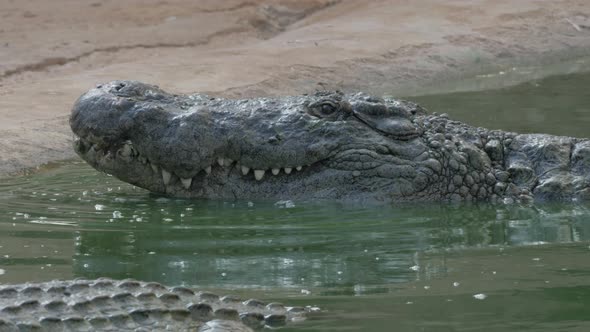 Crocodile with Open Mouth in Water