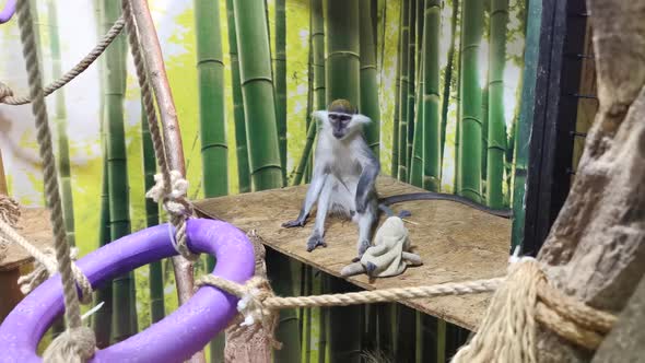 Very Active Energetic Monkey in a Zoo