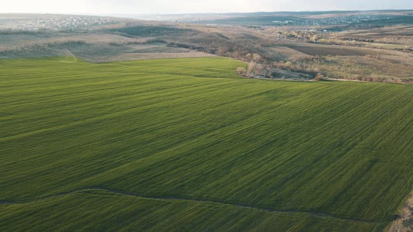 Amazing View of Green Wheat Field at Sunset