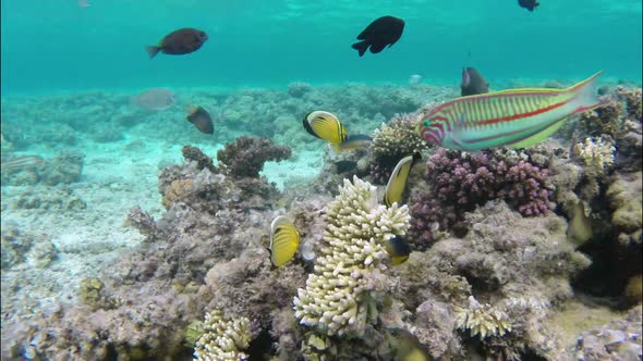 Coral and Fish in the Red Sea  Egypt