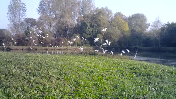 Group of White Water Birds (Western Cattle Egret) Land in a Swamp Lake