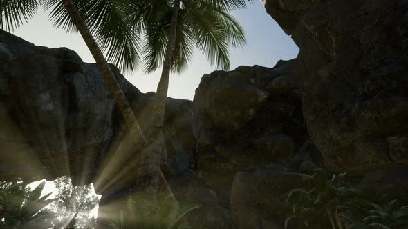 Big Palms in Stone Cave with Rays of Sunlight