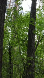 Vertical Video of Green Forest By Day