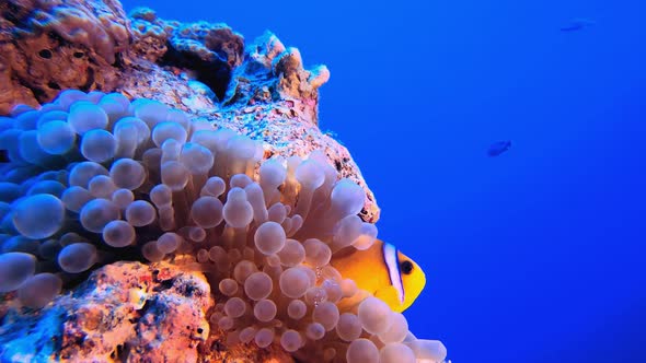 Underwater Clownfish