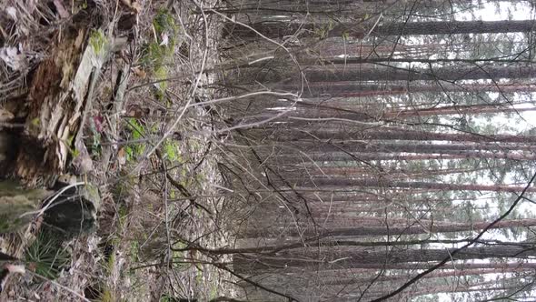 Vertical Video of Trees in a Pine Forest Slow Motion