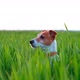 Jack Russel Terrier on Green Field - VideoHive Item for Sale