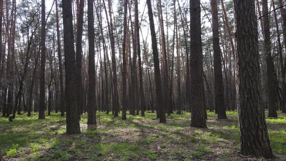 Beautiful Forest Landscape Aerial View Slow Motion