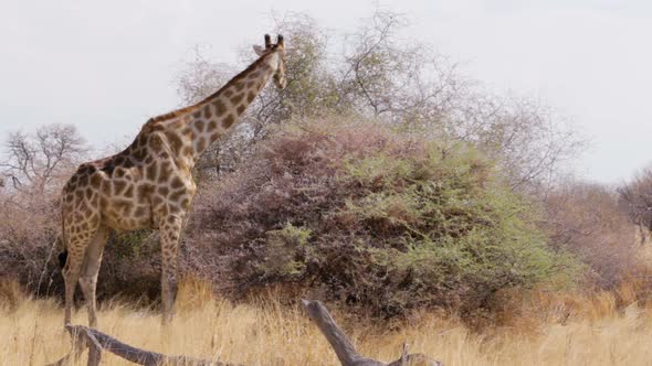 Giraffe grazing on tree, Namibia, Africa wildlife