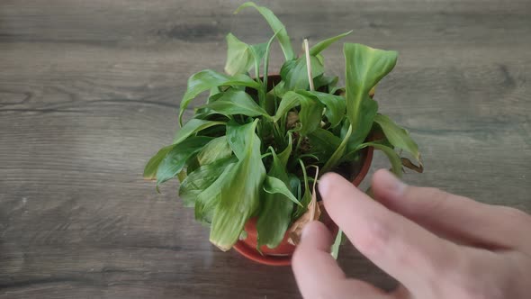 The gardener takes care of a home flower cuts with scissors dried leaves on a plant in a pot