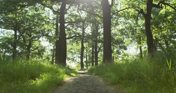 Green Forest in Sun Summer Morning