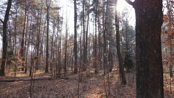 Forest with Trees in the Fall