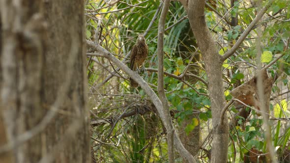 Bird of prey looking around through tree branches, in a Panama tropical forest