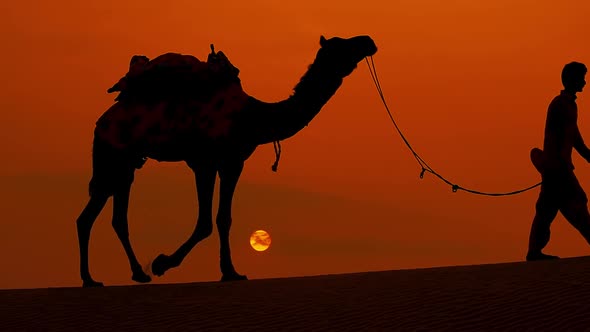 Cameleers, Camel Drivers at Sunset