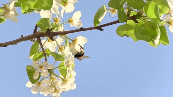 Honey bee plucks petal and falls off while collecting pollen in slowmotion. Pro Res