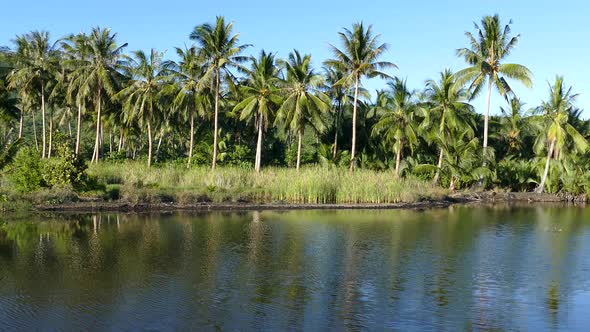 Palmtrees next to a pond in Anda Bohol the Philippines