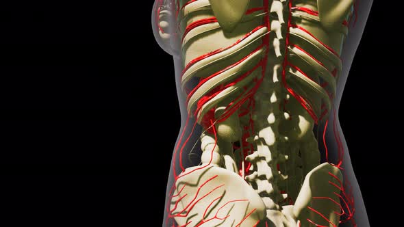 Science Anatomy of Human Blood Vessels