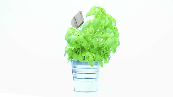 Fresh Basil Rotating on White Background