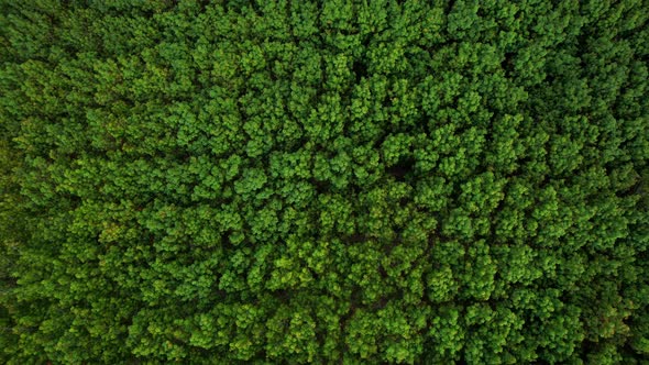 4K Aerial view over a rubber tree. rubber plantation. Drone view of Nature Background