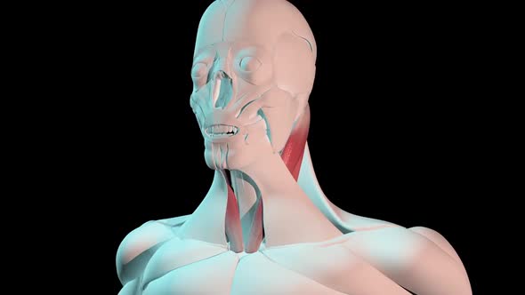 Sternocledomastoid Muscles Anatomical Position On Human Body