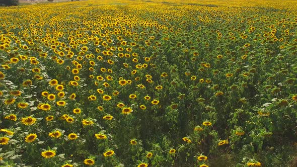 Many Yellow Sunflowers