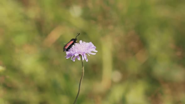 Moth on a Flower in a Meadow