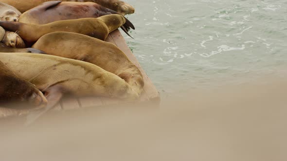 Two lovely and cute friendly sea lions sleeping together in slowmotion on the dock near the water at