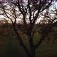Aerial Shot of a Row of Trees in a Field at Sunset - VideoHive Item for Sale