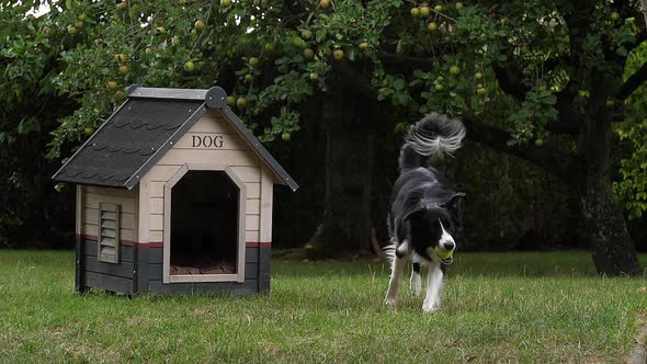 Border Collie Dog walking on Grass, Playing Ball, Dog House, Slow motion