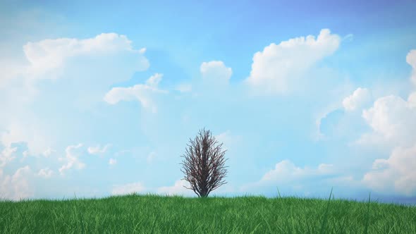 Time Lapse Growing Tree on a Hill