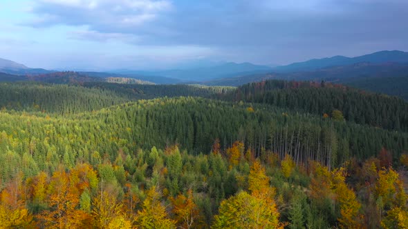 Aerial View of a Bright Autumn Forest on the Slopes of the Mountains at Sunrise