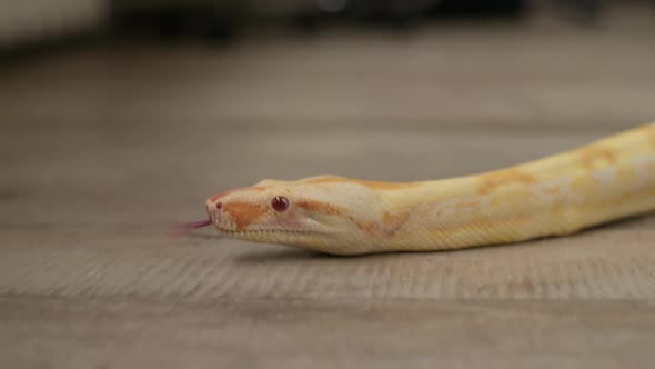 Close-up of a python crawling across the floor in an apartment