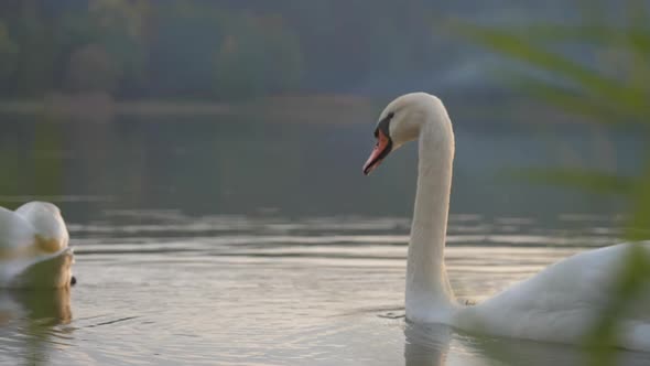 Elegant Swan with White Feathers Sails on Calm Water