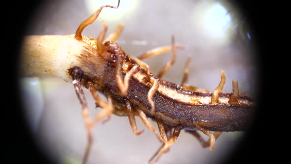 Roots of a plant