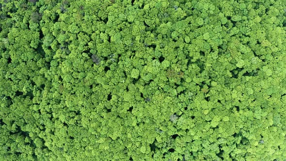 Green Trees Spring