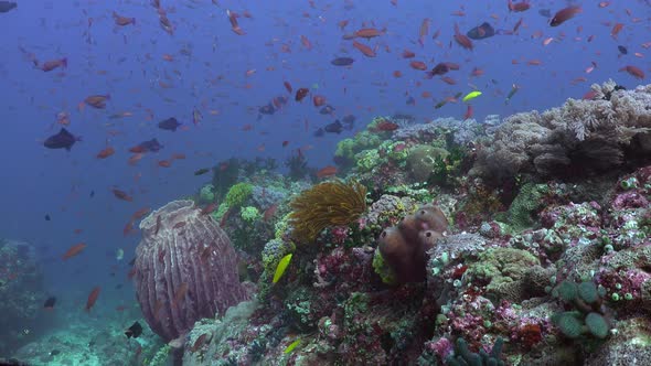 Colorful coral reef in the Philippines. a wide angle shot of a colorful active coral reef in the Phi