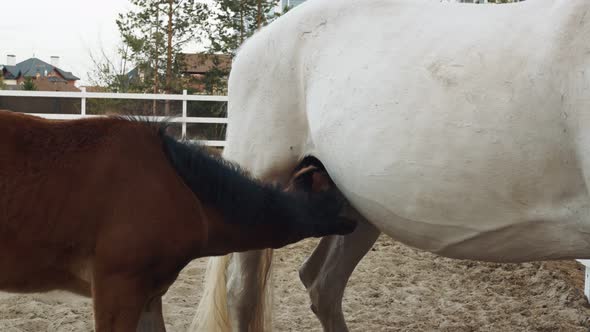 A Brown Foal Sucks on the Udder of a White Mare