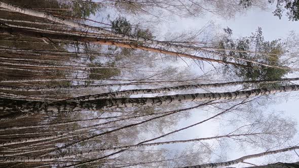 Vertical Video of the Birch Forest with Birches in the Afternoon