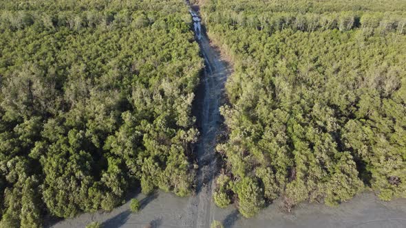 Aerial mangrove swamp deforestation activity