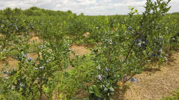 Ripe Blueberries on a Branch in a Blueberries Orchard