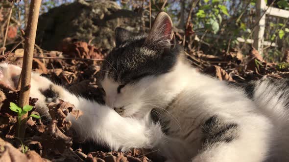 Close-up gray and white color kitten  outdoor 4K 2160p 30fps UHD footage - Felis catus  animal playi