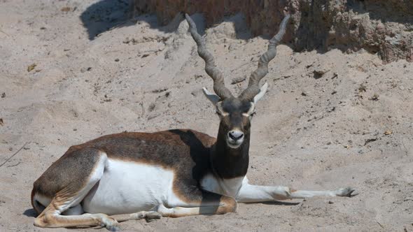 Close up of male blackbuck with horns relaxing on sandy ground in sunlight, 4k - prores high quality