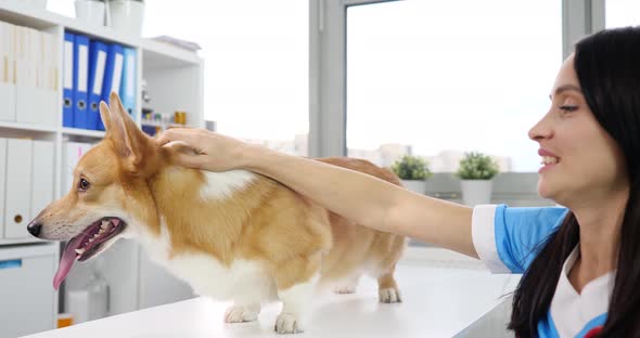 Woman Veterinarian Petting Dog in Veterinary Clinic