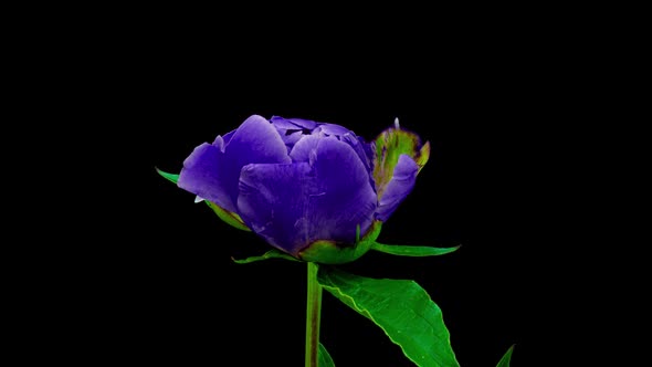 Beautiful Blue Peony Background. Blooming Peony Flower Open, Time Lapse, Close-up. Wedding Backdrop