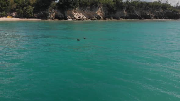 Pelicans swimming in the ocean below the cliffs of Macao Beach