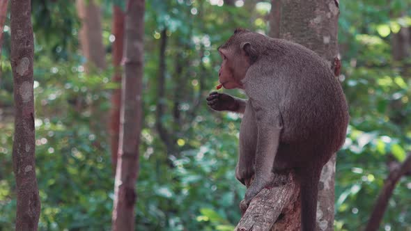 Macaque Monkey Eating on a Branch in the Jungle