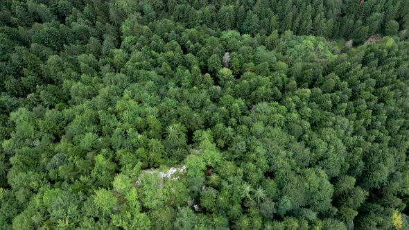 Aerial Top View of Summer Green Trees in the Forest