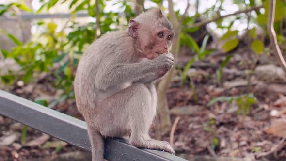 Little Toque Monkey Eating a Leaf Sitting on a Railing in an Open Zoo